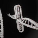 Model helisy DNA — kontekst PARP i naprawy DNA