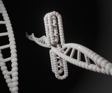 Model helisy DNA — kontekst PARP i naprawy DNA