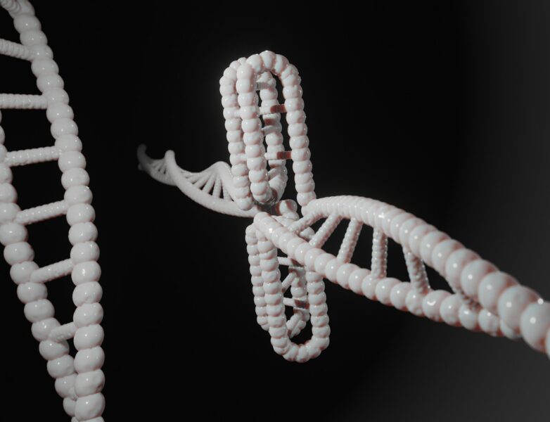 Model helisy DNA — kontekst PARP i naprawy DNA