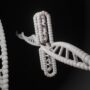 Model helisy DNA — kontekst PARP i naprawy DNA