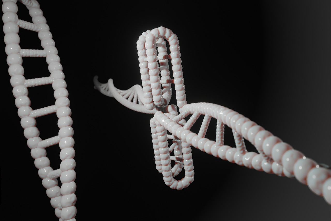 Model helisy DNA — kontekst PARP i naprawy DNA